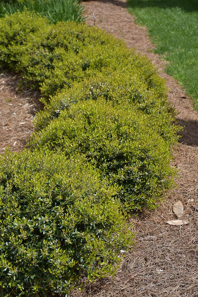 Dwarf Yaupon Holly | Live Gallon Size Plant | Ilex Schilling Stokes Vomitoria | Evergreen Drought Tolerant Low Maintenance Hedge Shrub