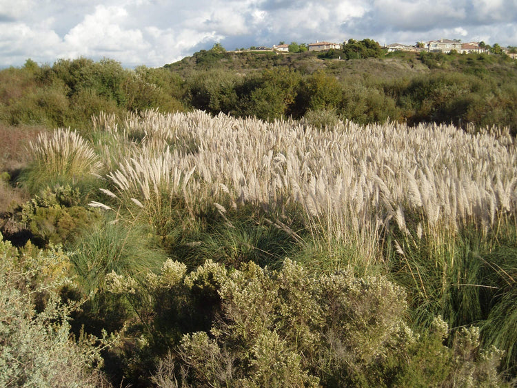 Pampas Grass Qty 30 Live Plants Cortaderia Selloana