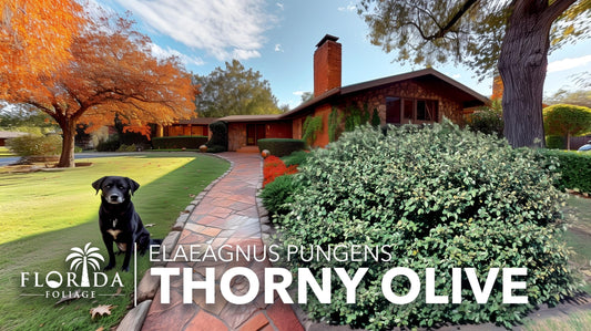 Elaeagnus Pungens I Live Plants I Thorny Olive I Hardy Evergreen Shrub with Fragrant Blooms, Perfect for Hedges, Screening & Ornamental Garden Display