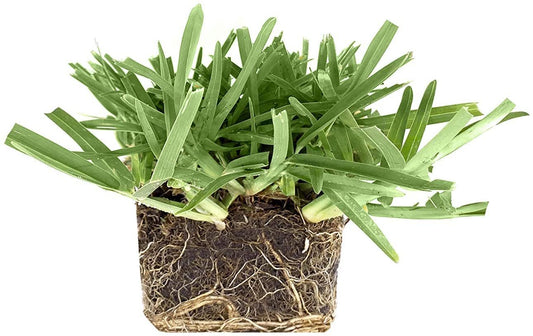 St. Augustine 'Floratam' Inch Sod Plugs | 36 Extra Large Live Plugs | Drought, Salt and Shade Tolerant Turf Grass