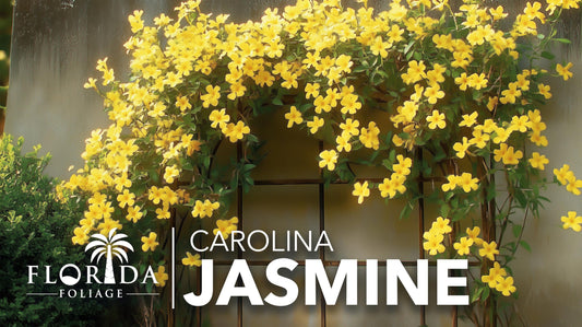 Carolina Jasmine | Large Gallon Size Plants | Gelsemium sempervirens | Evergreen Climbing Vine | Yellow Flowering Landscape Plants
