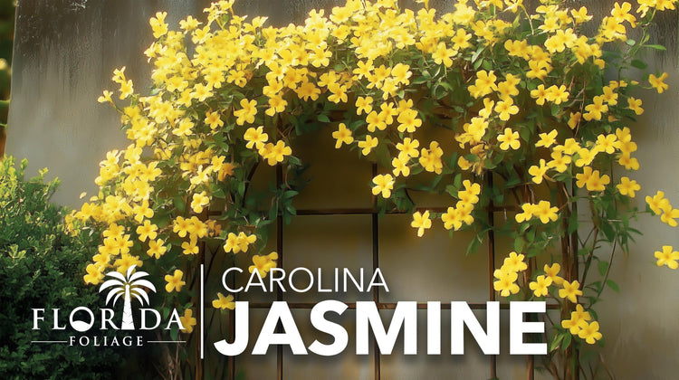 Carolina Jasmine | Large Gallon Size Plants | Gelsemium sempervirens | Evergreen Climbing Vine | Yellow Flowering Landscape Plants