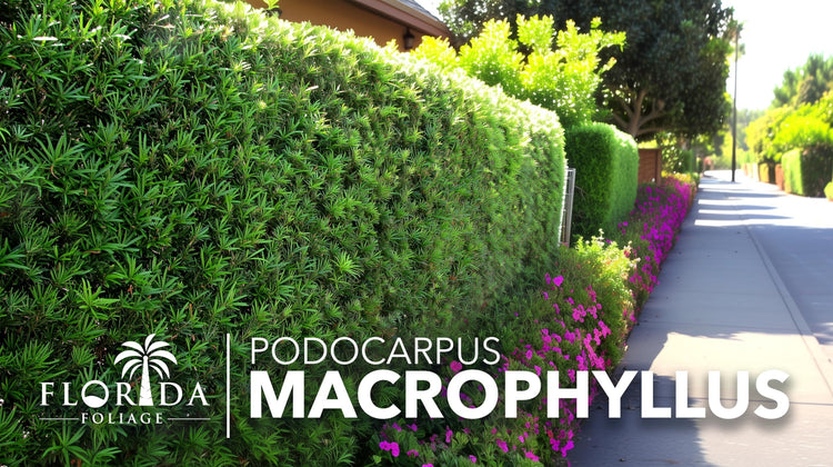 Podocarpus Macrophyllus | Extra Large 3 Gallon Plant | Japanese Yew | Low Maintenance Live Evergreen Privacy Hedge Shrub
