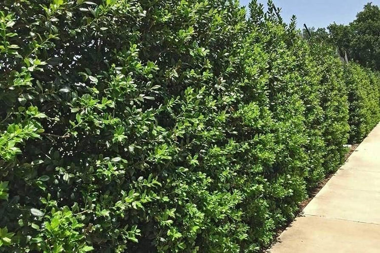 Needlepoint Holly | Extra Large Gallon Plants | Ilex cornuta 'Needlepoint' | Lush Decorative Shrub | Perfect for Outdoor Landscaping