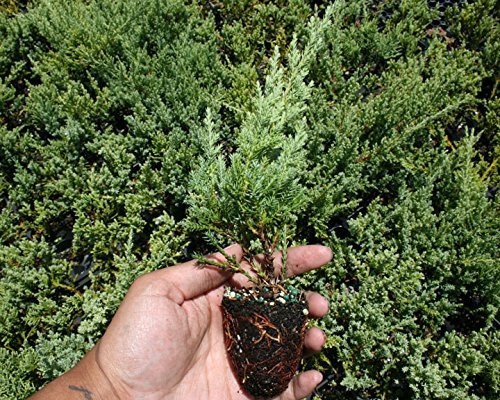Nicks Compacta Juniper | 30 Live Plants | Drought Tolerant Cold Hardy Evergreen