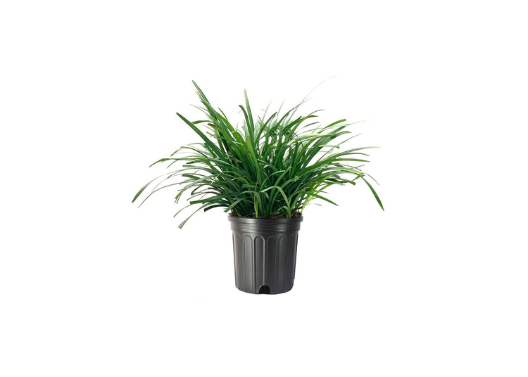 Liriope Big Blue | Live Plants | Liriope muscari | Lavender Blue Flowers | Evergreen Ground Cover for Shade | Landscape Borders for Walkways and Beds