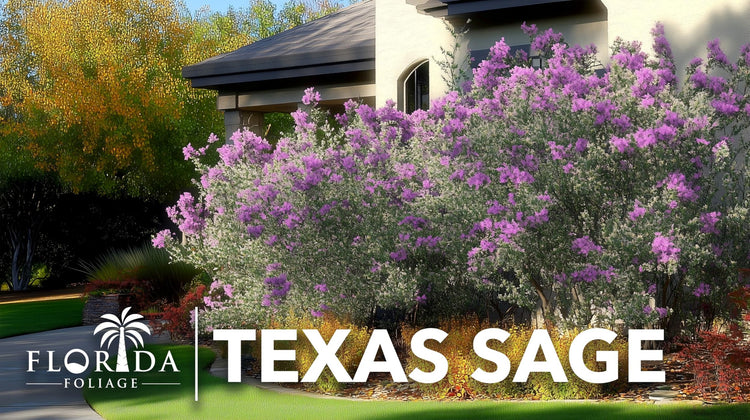 Texas Sage | Live Plants | Leucophyllum frutescens | Drought|Tolerant Shrub for Landscaping | Hardy Evergreen with Silver Foliage and Purple Blooms