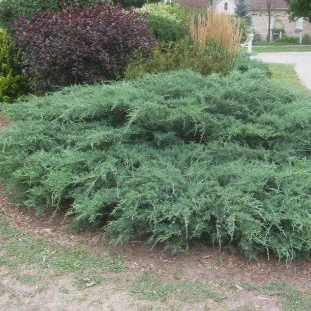 Green Sargent Juniper | Extra Large 3 Gallon Plant | Fast|Growing Evergreen for Landscaping, Privacy Screen, and Garden Borders | Hardy & Low|Maintenance