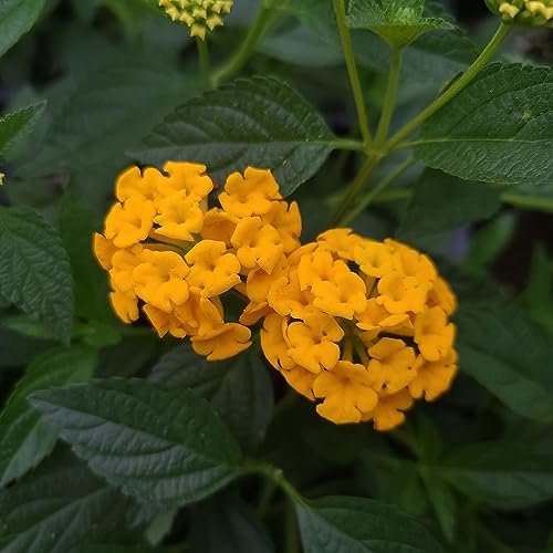 Lantana New Gold | Large Gallon Size Plants | Lantana Camara 'New Gold' | Yellow Ground Cover for Sun | Spreading Landscape Plants for Borders Slopes Containers Beds and Walkways