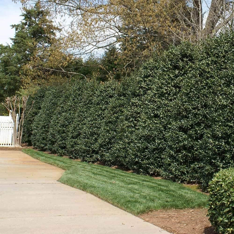 Ilex Nellie R. Stevens Holly | Live Quart Size Tree | Evergreen Privacy Shrub | Red Berries