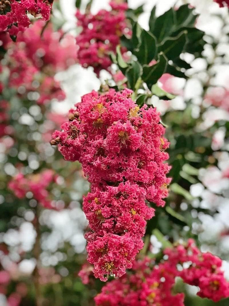 Crape Myrtle Tuscarora | Live Plants | Lagerstroemia Indica | Vibrant Red Flowers | Fast|Growing Ornamental Shrub | Drought|Tolerant | Garden Beauty