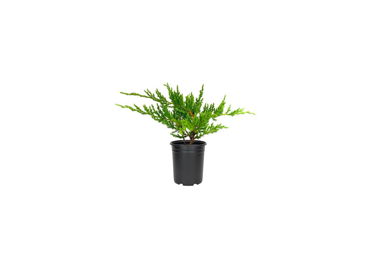 Florida Foliage Green Sargent Juniper | Live 4 Inch Pots | Juniperus Chinensis | Drought Tolerant Cold Hardy Evergreen Groundcover