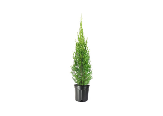 Medora Juniper | Live Gallon Size Plants | Perfect for Year|Round Landscaping, Privacy Screening, and Low Water Environments, Drought|Tolerant