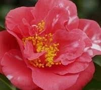 Camellia Japonica Laura Walker I Extra Large 3 Gallon Plant I Red & White Variegated Leaf Deep Red & White Striped Blooms, Live Plant for Home & Garden