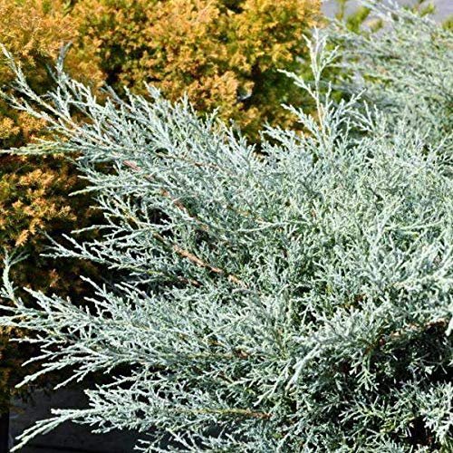 Juniper Angelica Blue | Live Plants | Juniperus Chinensis | Drought Tolerant Cold Hardy Evergreen