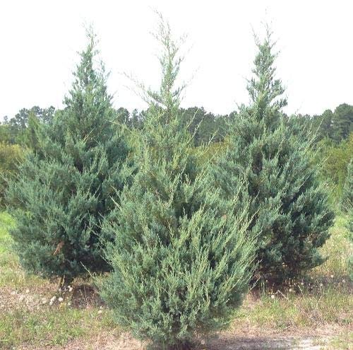 Juniper Burkii | Live Trees | Juniperus Virginiana | Evergreen Screening Red Cedar