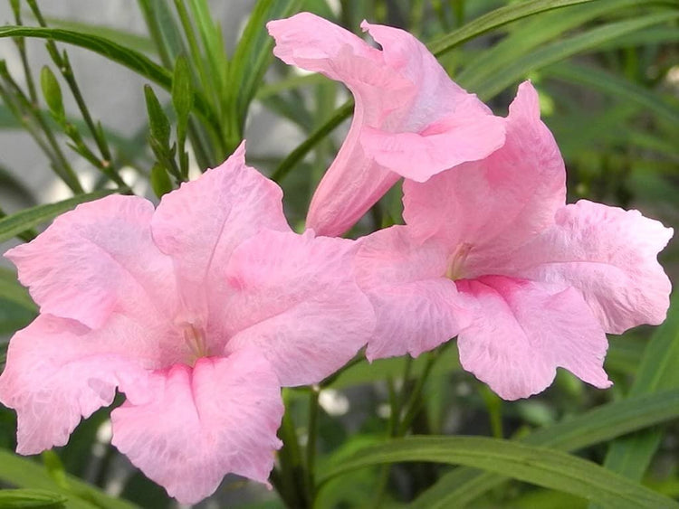 Mexican Petunia Pink | Live Plants | Ruellia Brittoniana | Pink Flowering Landscape Pollinator | Heat Tolerant Groundcover | Outdoor Perennial for Gardens Borders Walkways Containers