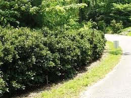 Green Carissa Holly Ilex | Extra Large 3 Gallon Plants | Ilex cornuta 'Carissa' | Hardy Evergreen Shrub | Fast|Growing Garden Accent