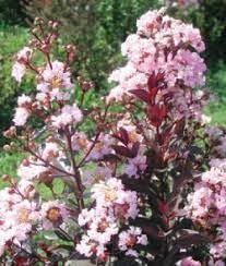 Crape Myrtle Rhapsody in Pink | Extra Large 3 Gallon Plant | Soft Pink Blooms, Live Plant, Elegant Ornamental Shrub for Graceful Garden Displays