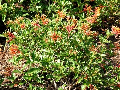 Firebush Dwarf | Extra Large 3 Gallon Plants | Hamelia Patens | Hardy Outdoor Shrub | Garden Landscape Addition
