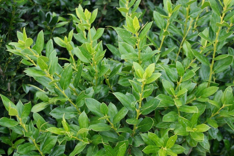 Needlepoint Chinese Holly | Ilex Cornuta | 40 Live Plants | Low Maintenance Screening Evergreen