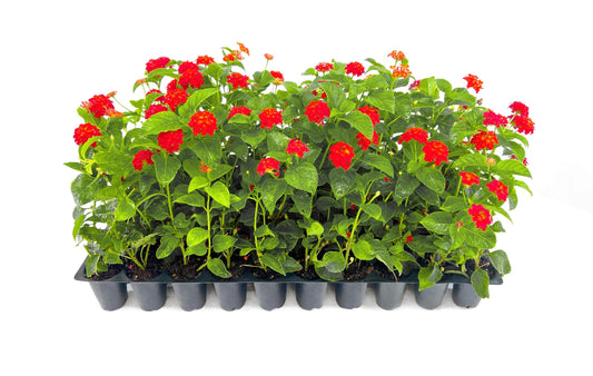 Lantana Dallas Red | Live Plants | Lantana Camara | Flowering Perennial | Garden Colorful Bloom | Hardy Outdoor Decor | Vibrant Red Flowers