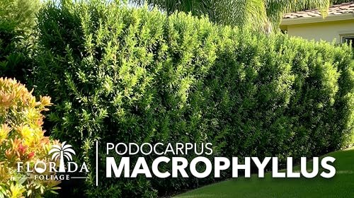 Podocarpus Macrophyllus | Extra Large 3 Gallon Plant | Japanese Yew | Low Maintenance Live Evergreen Privacy Hedge Shrub