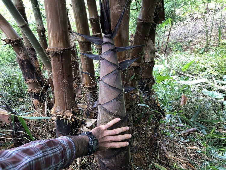 Dendrocalamus Asper Bamboo | Live Plant | Fast|Growing Giant Bamboo | Ideal for Indoor/Outdoor Green Spaces, Landscaping & Eco|Friendly Decor | Also Known As Dragon or Rough Bamboo