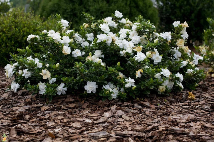 Frostproof Gardenia | Live Plants | Fragrant Blooming Shrub | Gardenia Jasminoides