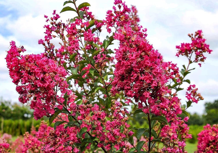 Crape Myrtle Tonto | Extra Large 3 Gallon Plants | Lagerstroemia 'Tonto' | Hardy Fuchsia Blooms | Compact Growth