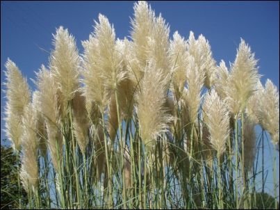 Pampas Grass Qty 30 Live Plants Cortaderia Selloana