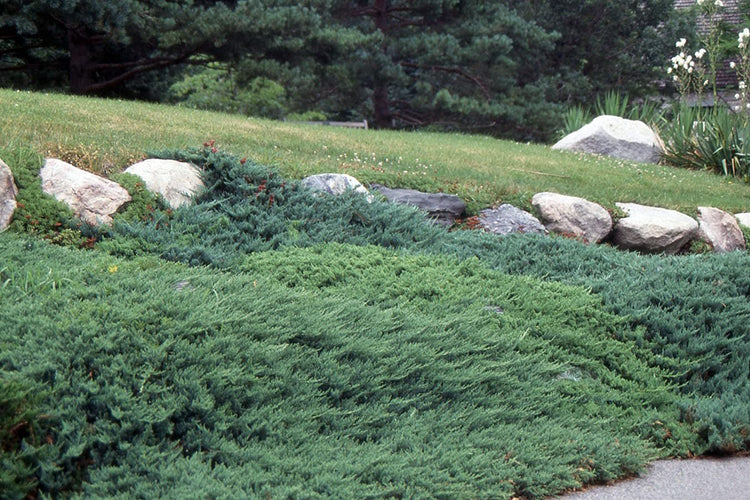 Juniper Bar Harbor | Live Gallon Size Plants | Juniperus Horizontalis | Drought Tolerant Cold Hardy Evergreen Groundcover