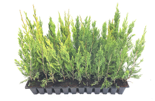 Spartan Juniper | Live Trees | Juniperus Chinensis