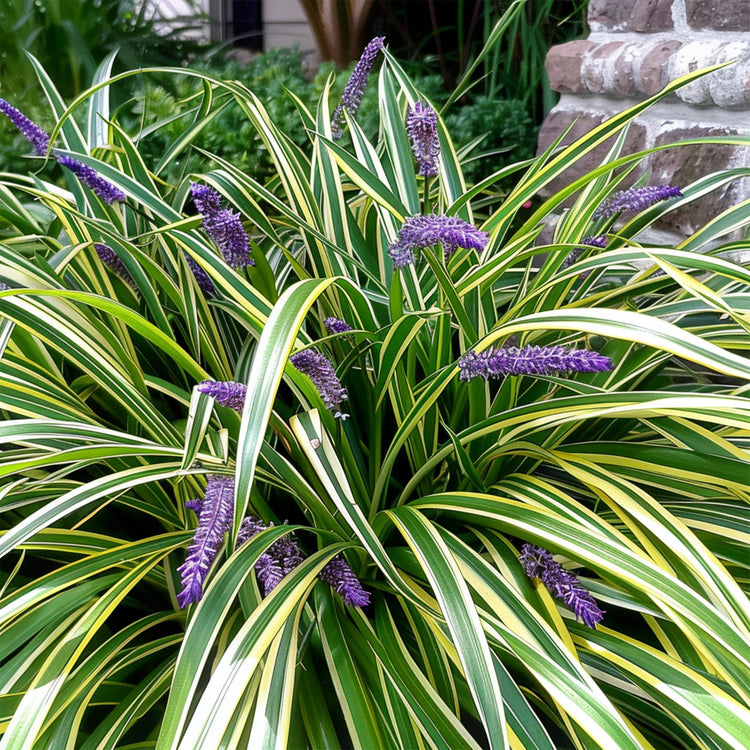 Variegated Liriope | Live 4 Inch Pots | Liriope Muscari Variegata | Ornamental Ground Cover Plants | Evergreen Foliage