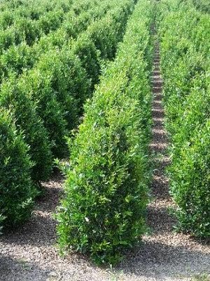 Needlepoint Chinese Holly I Large Gallon Size Plants I Live Evergreen Shrub with Unique Needle|Like Leaves for Hedging, Privacy, and Landscaping