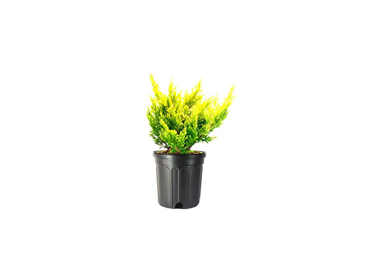 Lime Glow Juniper | Live Gallon Size Plants | Juniperus Horizontalis | Cold Hardy Drought Tolerant Evergreen Groundcover