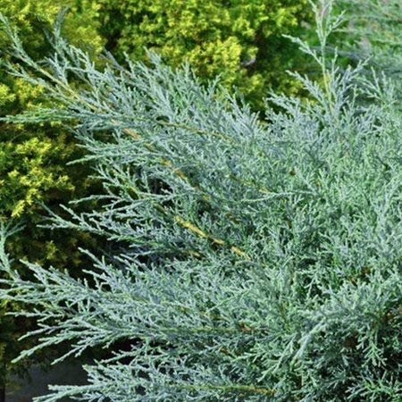 Juniper Angelica Blue | Live Plants | Juniperus Chinensis | Drought Tolerant Cold Hardy Evergreen