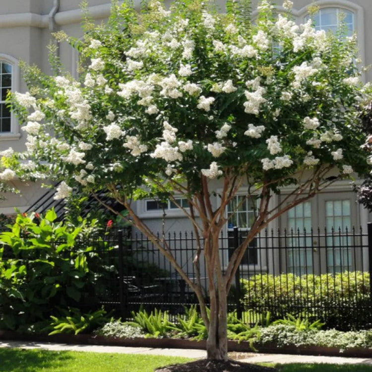 Crape Myrtle Natchez | Live Plants | Lagerstroemia Indica | Beautiful Low Maintenance White Blooming Flowering Tree