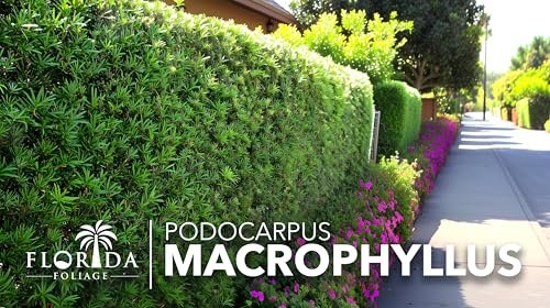 Podocarpus Macrophyllus | Extra Large 3 Gallon Plant | Japanese Yew | Low Maintenance Live Evergreen Privacy Hedge Shrub