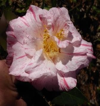 Camellia Japonica Rebel Yell I Extra Large 3 Gallon Plant I White and Pink Stripe Flowering Lush Pink Blooms, Live Plant for Gardens & Patios