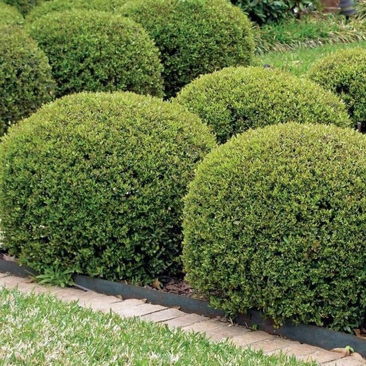 Hoogendoorn Holly Shrub I Large Gallon Size Plant I Ilex Crenata | Lustrous Evergreen for Hedging, Privacy Screens, and Decorative Accents