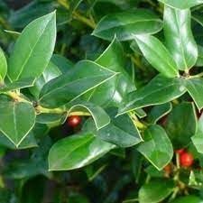 Needlepoint Holly | Extra Large Gallon Plants | Ilex cornuta 'Needlepoint' | Lush Decorative Shrub | Perfect for Outdoor Landscaping