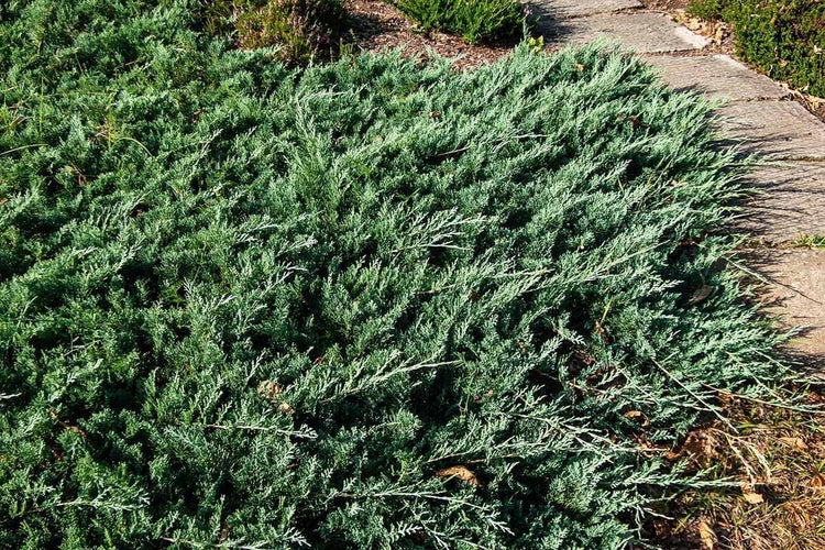 Hughes Juniper | Live 4 Inch Pots | Drought|Tolerant Evergreen for Landscaping, Privacy Screens, and Bonsai, Easy|to|Grow