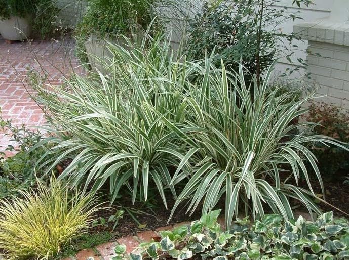 Variegated Flax Lily I Large Gallon Size Plants I Dianella Tasmanica I Live Striking Green and White Foliage, Drought|Resistant, Evergreen Perennial
