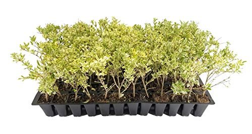 Ligustrum Sinense Variegated | Live Plants | Chinense Privet Sinense | Deciduous Flowering Ornamental Shrub
