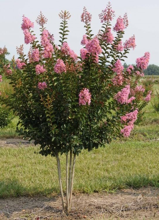Crape Myrtle Sioux | Live Plants | Vibrant Hot Pink Blooms, Live Plant, Show|Stopping Ornamental Shrub for Stunning Garden Displays