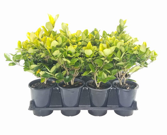 Ligustrum Japonicum Howardi | Live Quart Size Plant | Privet Howardii | Variegated Evergreen Privacy Hedge