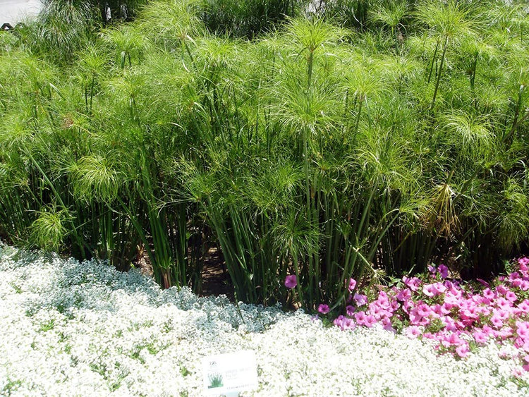 Giant Egyptian Papyrus | 10 Live Plants | Cyperus Large Shade & Wet Tolerant Aquatic Foliage