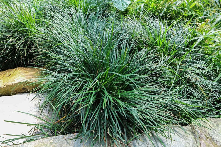 Mondo Grass I Large Gallon Size Plant I Ophiopogon Japonicus I Live Dense, Evergreen Ground Cover Plant, Ideal for Edging, Borders, and Ornamental Landscaping, Easy to Care