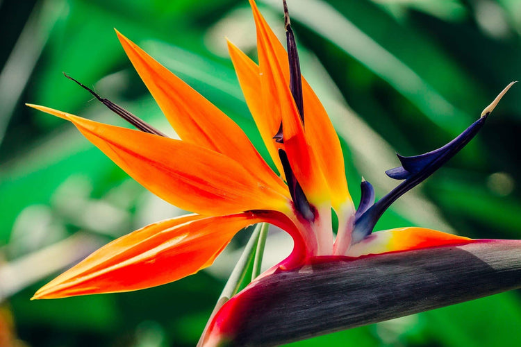 Orange Bird of Paradise | Strelitzia Reginae | Large Live Plant | Tropical Perennial Blooming Specimen
